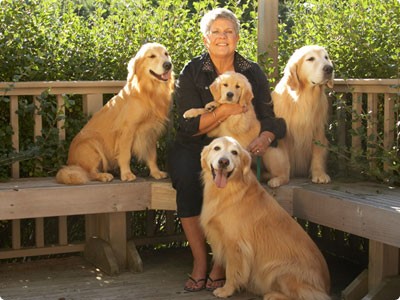 Snowshoe Goldens photo